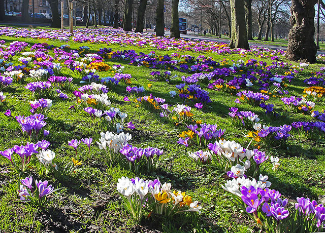 Crocuses at the Eastern end of Melville Drive  -  March 2014