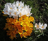 Crocuses at the Eastern end of Melville Drive  -  March 2014