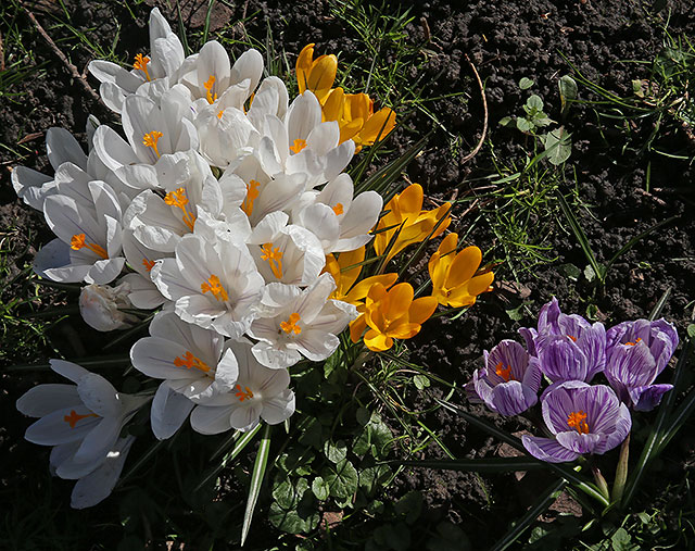 Crocuses at the Eastern end of Melville Drive  -  March 2014