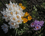 Crocuses at the Eastern end of Melville Drive  -  March 2014