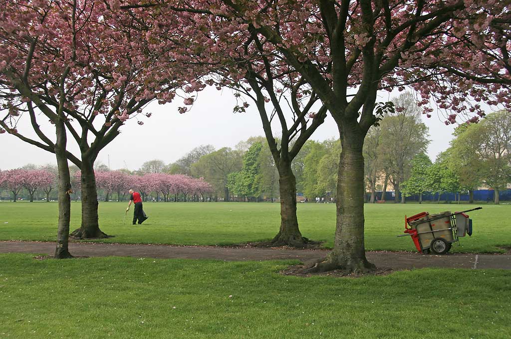 The Meadows  -  Cherry Blossom  -  May 2008