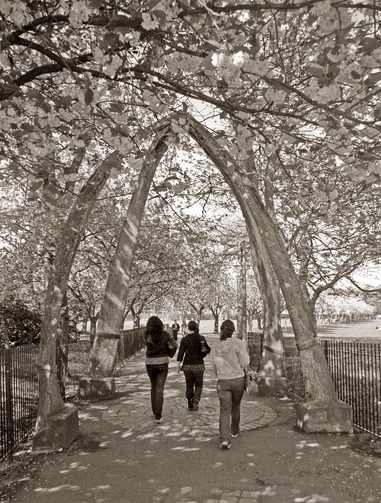 Jawbone Walk in The Meadows  -  Cherry Blossom  -  May 2008