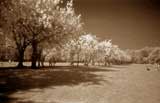 Jawbone Walk, The Meadows, Edinburgh, May 2005  -  Infra-red film