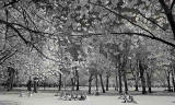 Infrared photo  -  Picnics in The Meadows