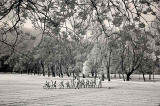 Infrared photo  -  Training in The Meadows