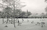 0_around_edinburgh_-_meadows_training_infrared_i000094.htm#photo_03