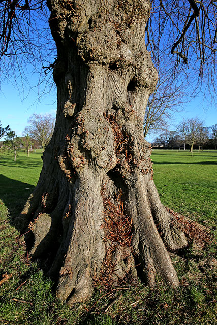 The Grounds of Merchiston Castle School, Colinton, Edinburgh  -  2013