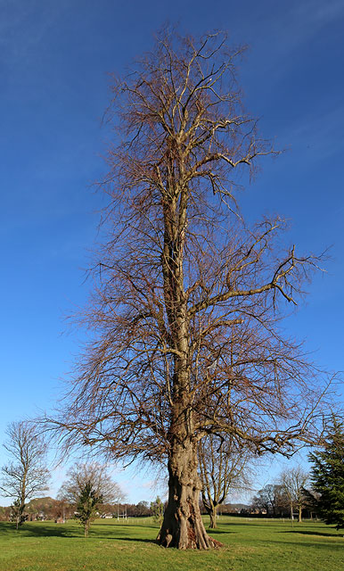 The Grounds of Merchiston Castle School, Colinton, Edinburgh  -  2013