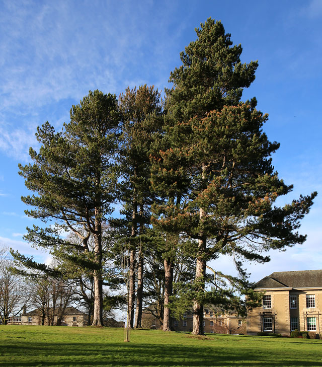 The Grounds of Merchiston Castle School, Colinton, Edinburgh  -  2013