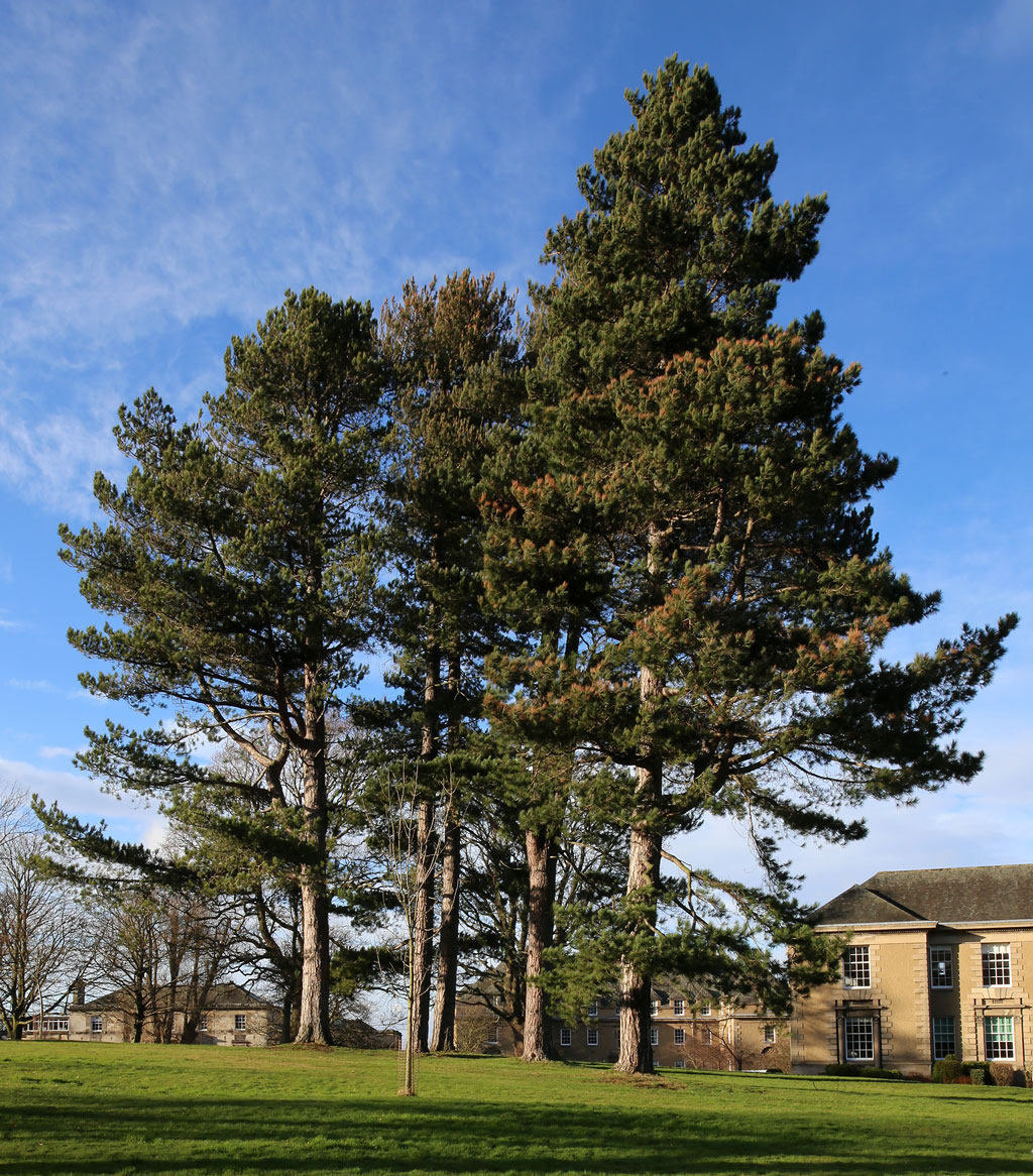 The Grounds of Merchiston Castle School, Colinton, Edinburgh  -  2013