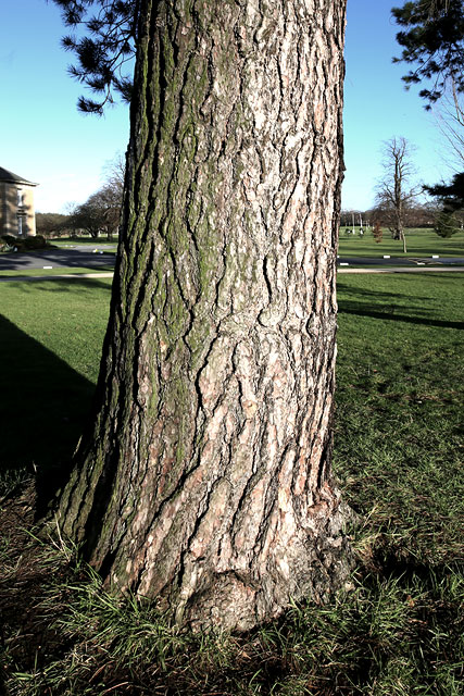 The Grounds of Merchiston Castle School, Colinton, Edinburgh  -  2013