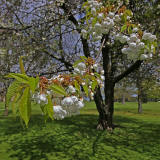 Cherry tree in the grounds of Merchiston Castle School   -  May 2013