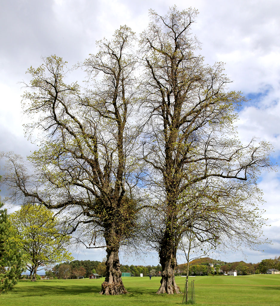 Lime trees in the grounds of Merchiston Castle School   -  May 2013