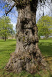 Lime tree in the grounds of Merchiston Castle School   -  May 2013