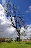 Ash tree in the grounds of Merchiston Castle School   -  May 2013
