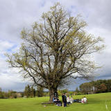 What type of tree is this in the grounds of Merchiston Castle?  -  May 2013