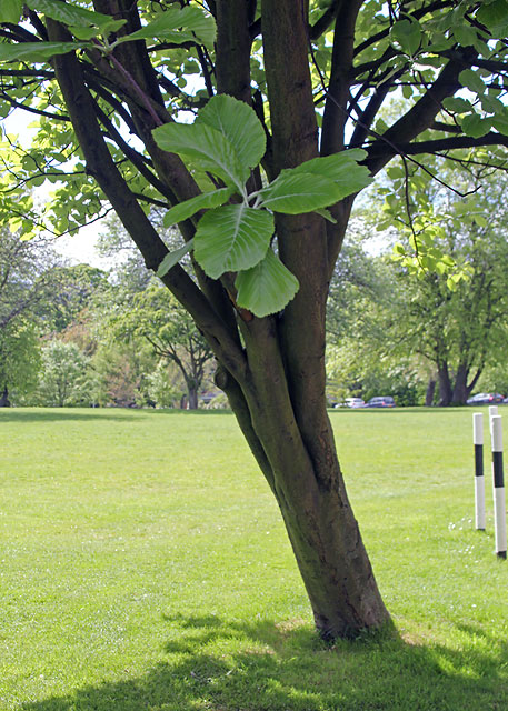 Whitebeam tree in the grounds of Merchiston Castle School   -  June 2013