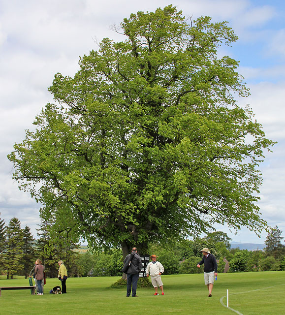 What type of tree is this in the grounds of Merchiston Castle?  -  June 2013