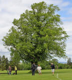 What type of tree is this in the grounds of Merchiston Castle?  -  June 2013