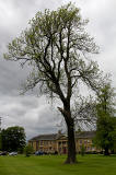 Ash tree in the grounds of Merchiston Castle School   -  June 2013