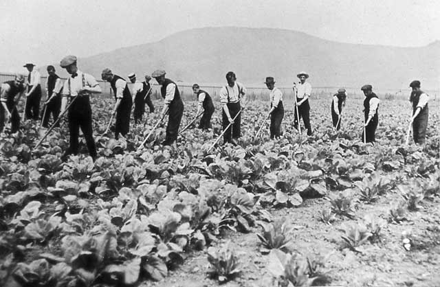 A Lantern slide by A H Baird, Edinburgh  -  Polton Farm, The Cabbage Field