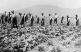 A Lantern slide by A H Baird, Edinburgh  -  Polton Farm, The Cabbage Field