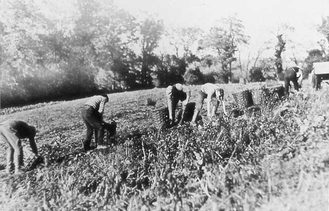 A Lantern slide by A H Baird, Edinburgh  -  Polton Farm, potato workers