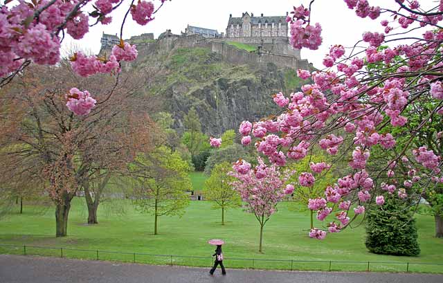 Princes Street Gardens  -  April Blossom  -  2007