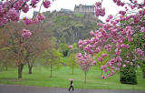 Princes Street Gardens  -  April Blossom  -  2007