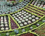 Princes Street Gardens, Floral Clock, 2010  -  zoom-in