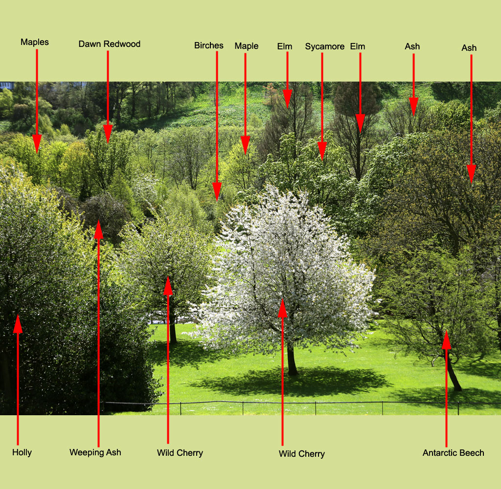 West Princes Street Gardens  -  Sprng Sunshine and Trees