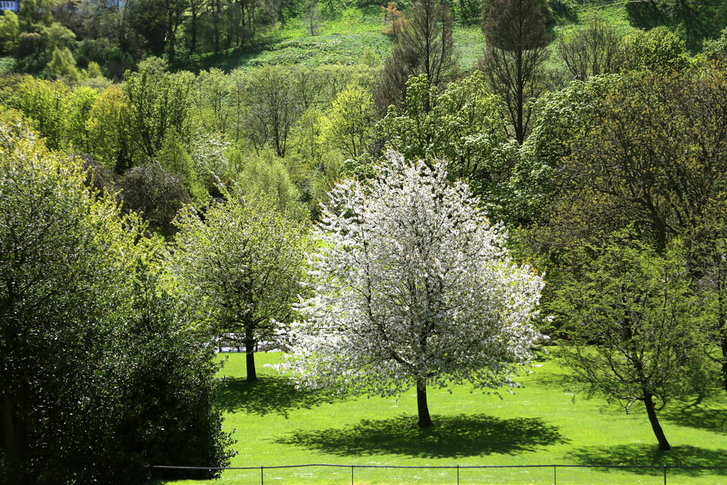 West Princes Street Gardens  -  Sprng Sunshine and Trees