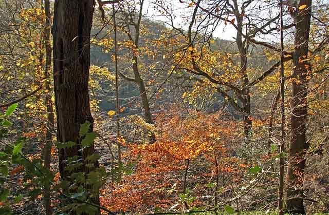 Roslin Glen  -  Vlley of the North Esk River  -  about seven miles south of the centre of Edinburgh  November 2005