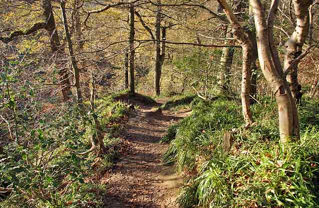 Roslin Glen  -  Vlley of the North Esk River  -  about seven miles south of the centre of Edinburgh  November 2005