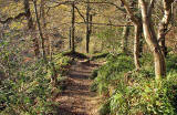 Roslin Glen  -  Vlley of the North Esk River  -  about seven miles south of the centre of Edinburgh  November 2005