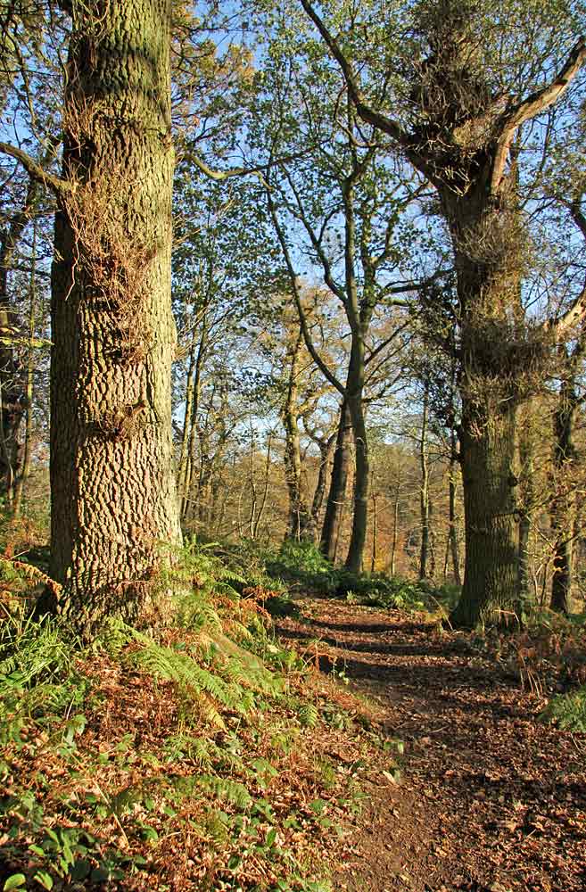 Roslin Glen  -  Vlley of the North Esk River  -  about seven miles south of the centre of Edinburgh  November 2005