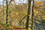 Roslin Glen  -  Vlley of the North Esk River  -  about seven miles south of the centre of Edinburgh  November 2005