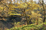 Roslin Glen  -  Vlley of the North Esk River  -  about seven miles south of the centre of Edinburgh  November 2005