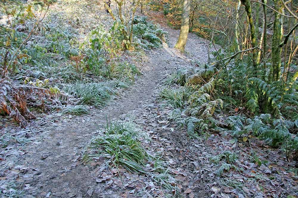 Roslin Glen  -  Vlley of the North Esk River  -  about seven miles south of the centre of Edinburgh  November 2005