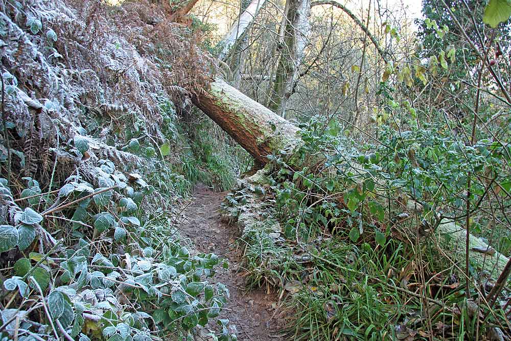 Roslin Glen  -  Vlley of the North Esk River  -  about seven miles south of the centre of Edinburgh  November 2005