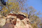 Roslin Glen  -  Vlley of the North Esk River  -  about seven miles south of the centre of Edinburgh  November 2005