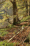 Roslin Glen  -  Vlley of the North Esk River  -  about seven miles south of the centre of Edinburgh  November 2005