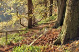 Roslin Glen  -  Vlley of the North Esk River  -  about seven miles south of the centre of Edinburgh  November 2005