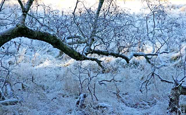 Roslin Glen  -  Vlley of the North Esk River  -  about seven miles south of the centre of Edinburgh  November 2005