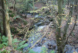 Roslin Glen  -  Vlley of the North Esk River  -  about seven miles south of the centre of Edinburgh  November 2005