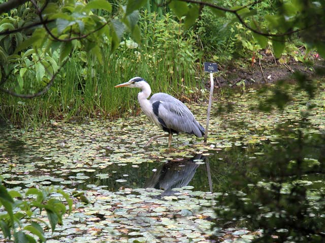 Heron on the pond beside the Chinese Pavilion in the Royal Botanic Garden, Edinburgh  -  June 2011