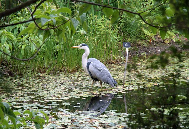 Heron on the pond beside the Chinese Pavilion in the Royal Botanic Garden, Edinburgh  -  June 2011