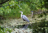 Heron on the pond beside the Chinese Pavilion in the Royal Botanic Garden, Edinburgh  -  June 2011