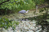 Heron on the pond beside the Chinese Pavilion in the Royal Botanic Garden, Edinburgh  -  June 2011