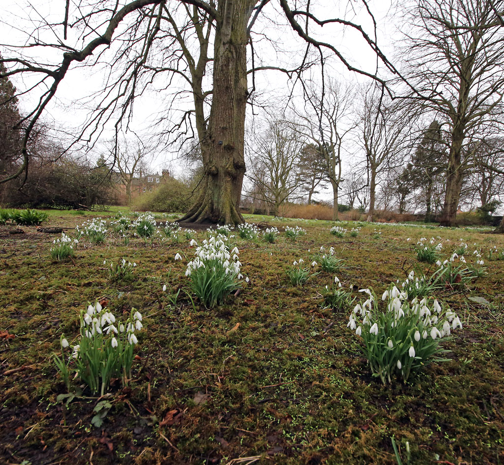 Royal Botanic Garden, Edinburgh, Snowdrops  -  March 2013